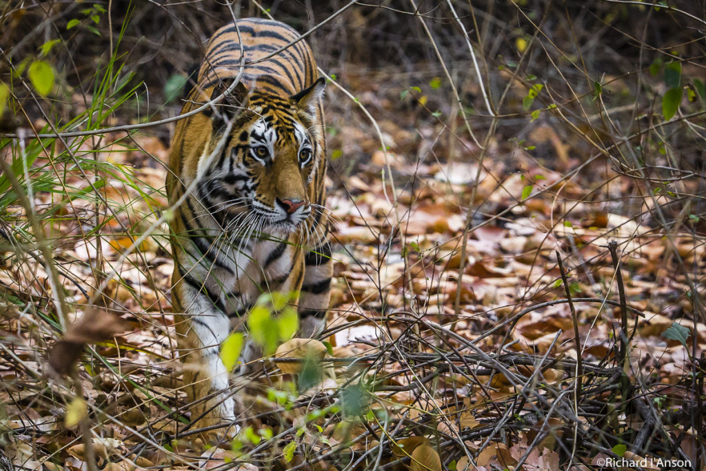 Tiger at Bandhavgarh National Park, India. 2015